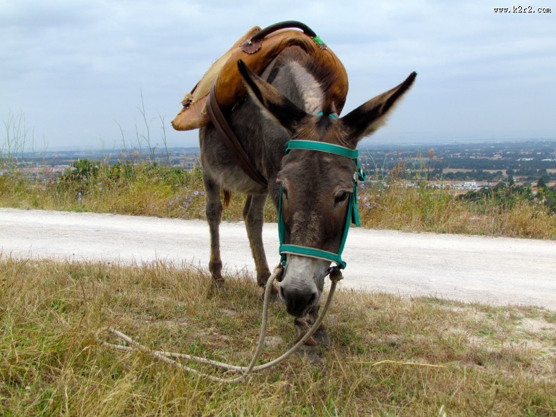 驴高清图片