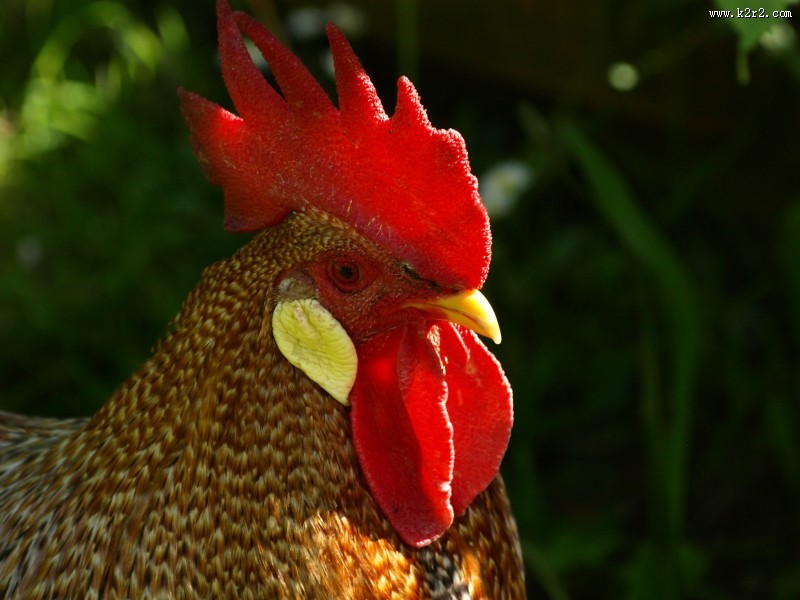 红色鸡冠图片