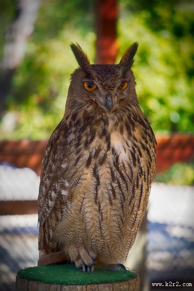 神秘的猫头鹰图片