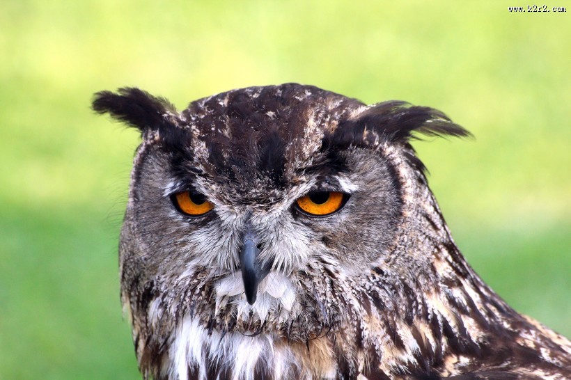 神秘的猫头鹰图片