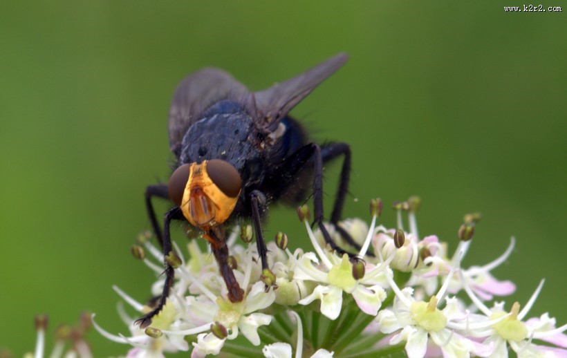 苍蝇高清图片