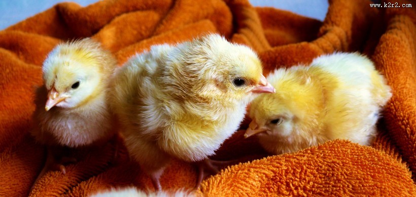 萌萌的小鸡图片