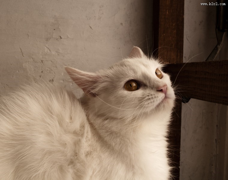 可爱白色猫咪图片大全