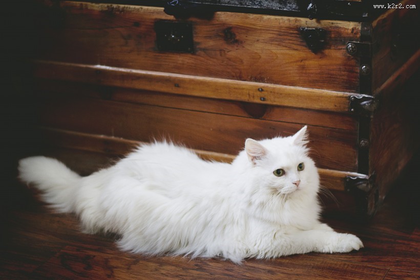 可爱白色猫咪图片大全