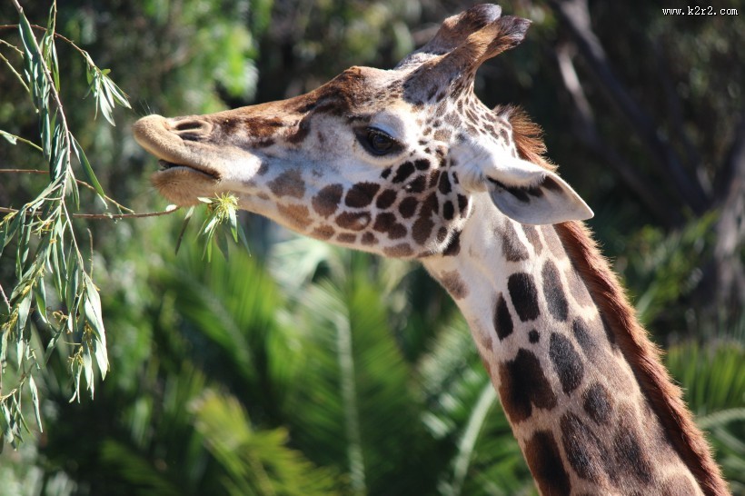 长颈鹿高清图片