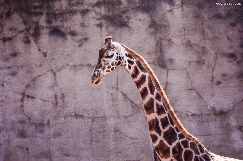 长颈鹿高清图片