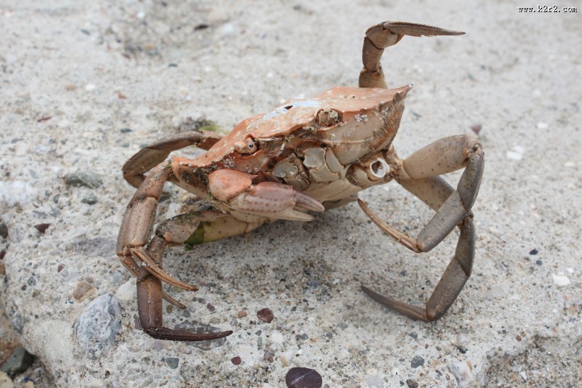 螃蟹高清图片