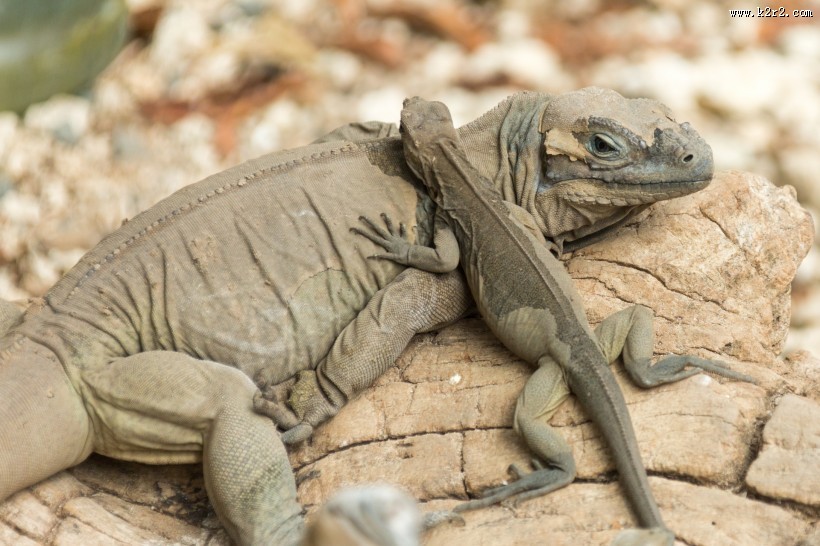 蜥蜴图片大全