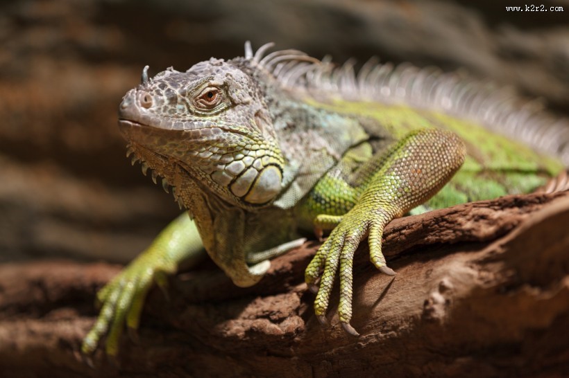 蜥蜴图片大全