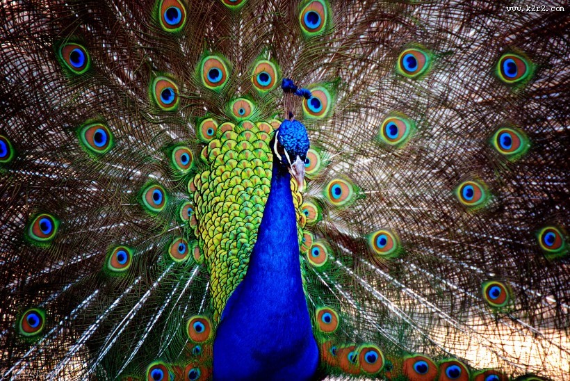 漂亮的孔雀开屏图片