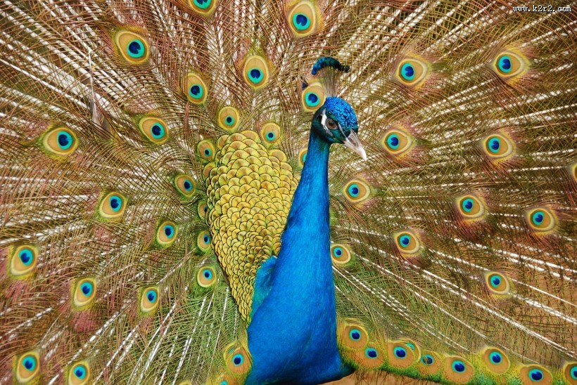 漂亮的孔雀开屏图片