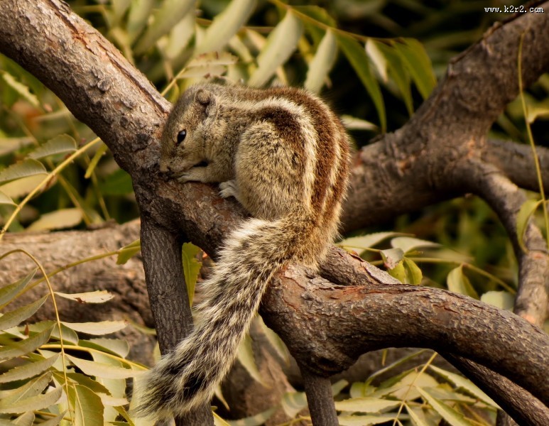 可爱的小松鼠高清图片