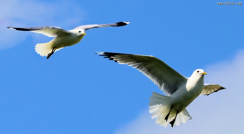 飞翔的海鸥高清图片大全