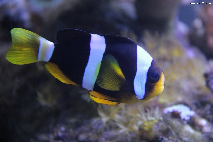 小丑鱼高清图片