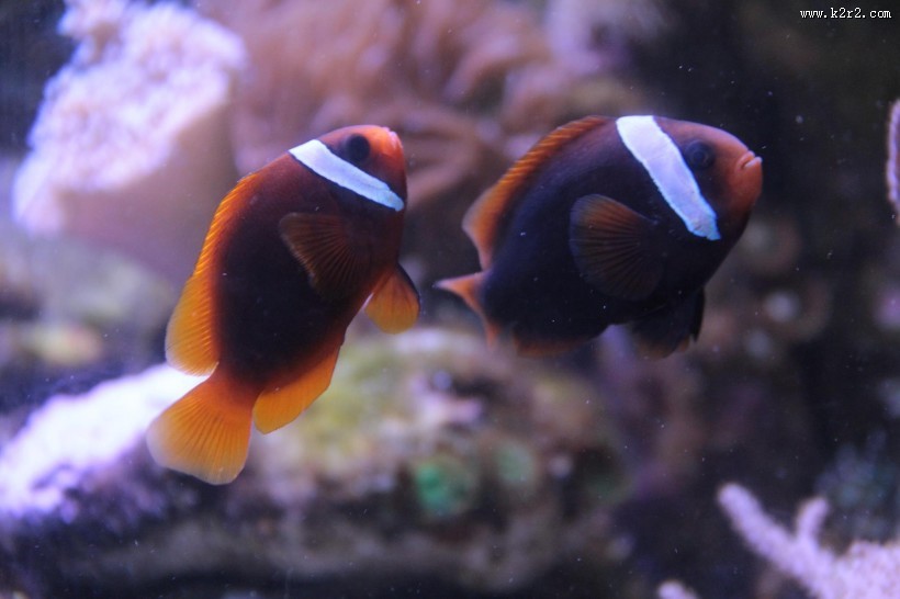 小丑鱼高清图片