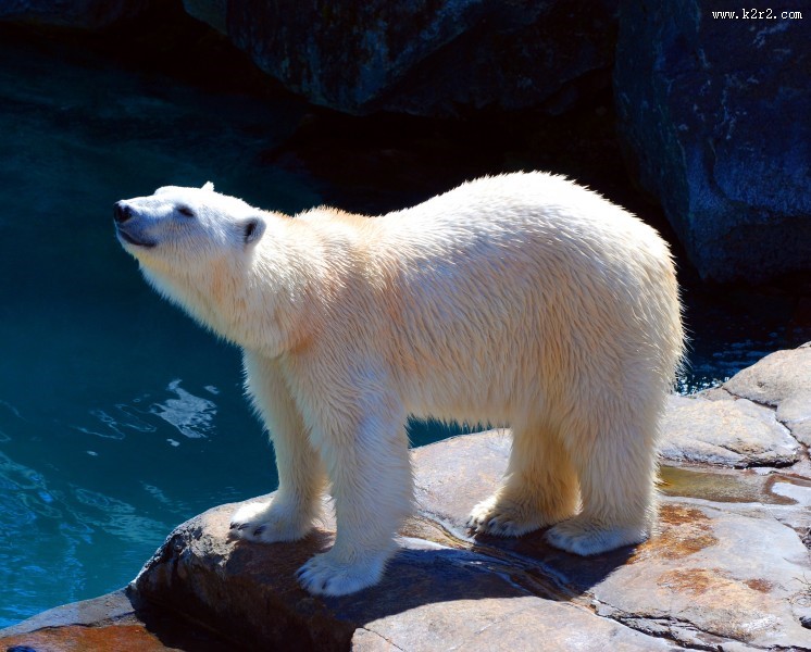 北极熊高清图片