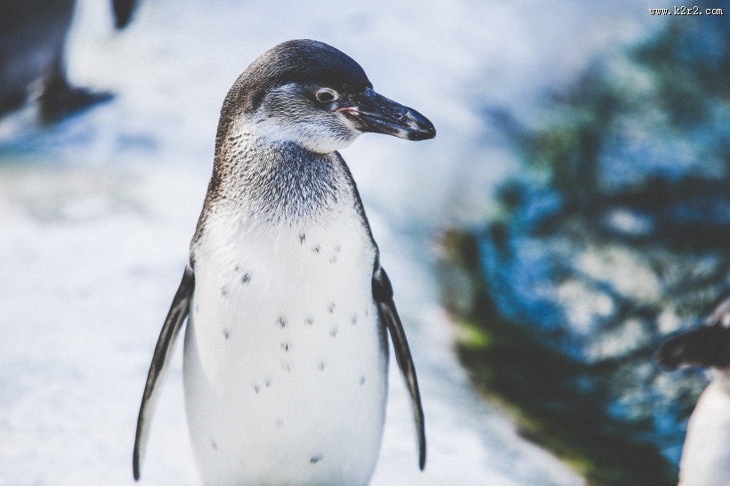 企鹅高清图片
