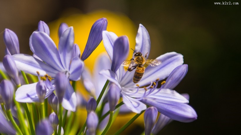 采蜜的蜜蜂高清图片大全