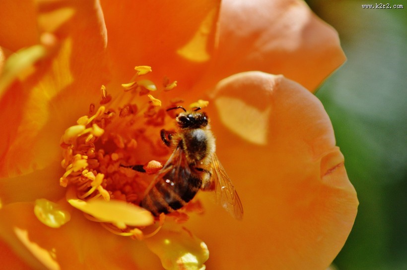 采蜜的蜜蜂高清图片大全