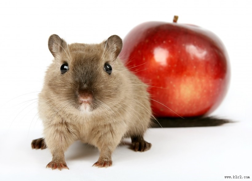 小巧可爱的仓鼠图片