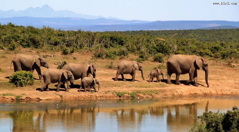 成群结队的大象图片
