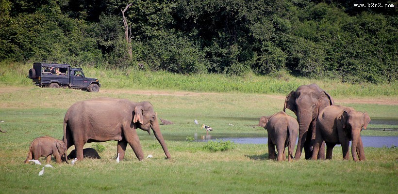 成群结队的大象图片
