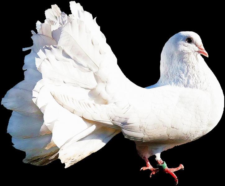 白鸽图片
