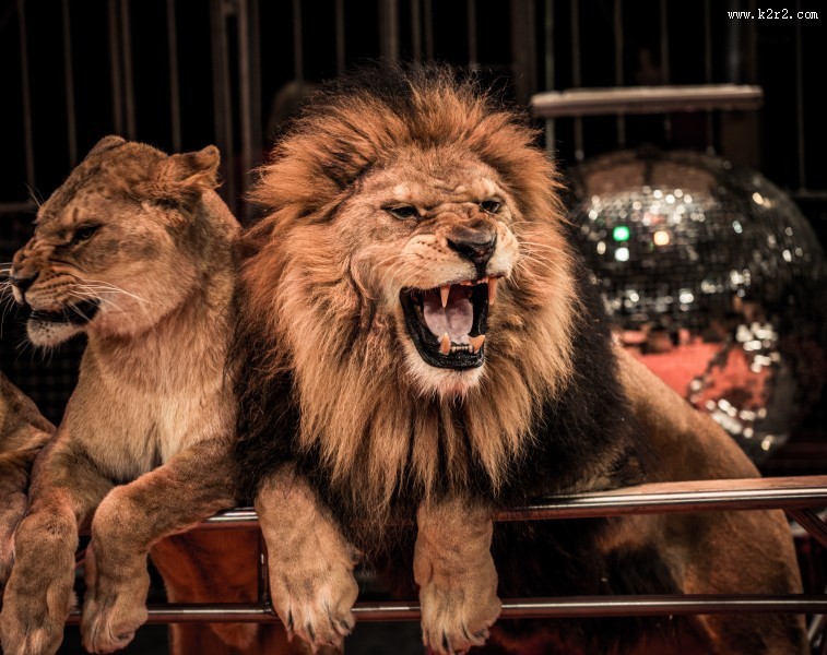 凶猛的狮子图片