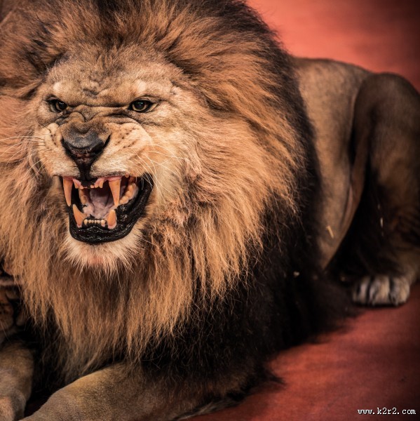 凶猛的狮子图片