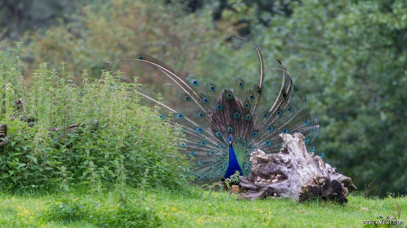 美丽的孔雀图片