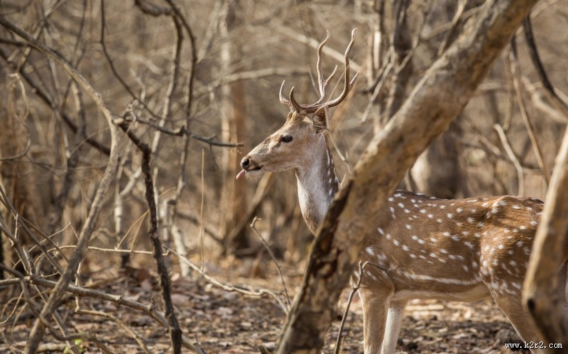 可爱梅花鹿图片