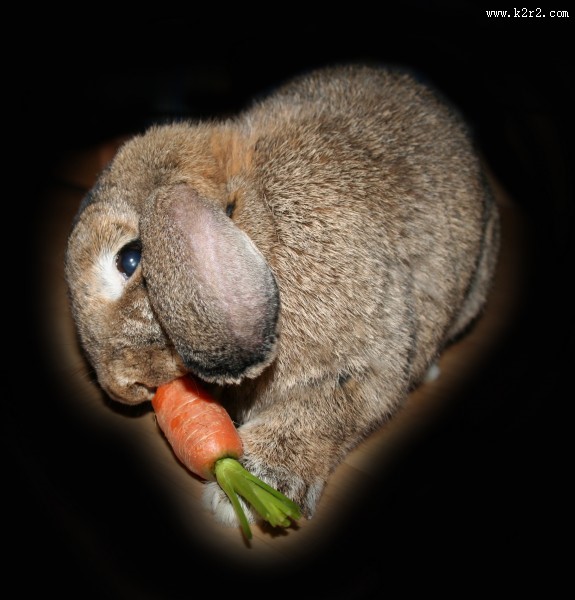 萌萌的灰兔图片