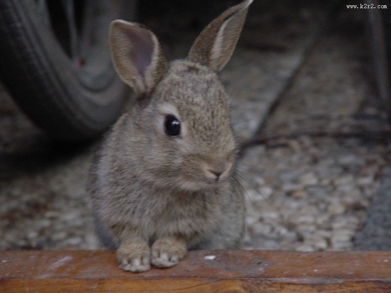 萌萌的灰兔图片