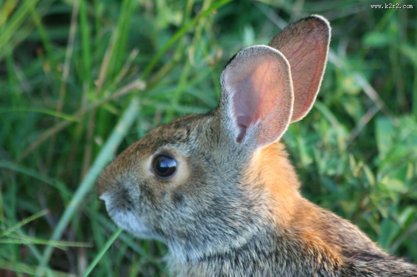 萌萌的灰兔图片