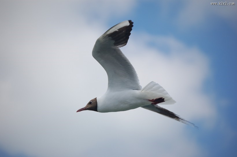 飞翔的海鸥图片