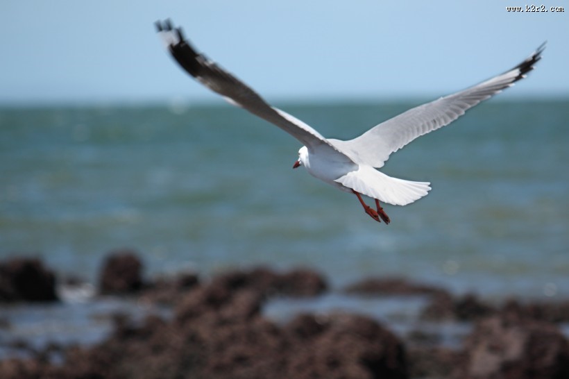 飞翔的海鸥图片