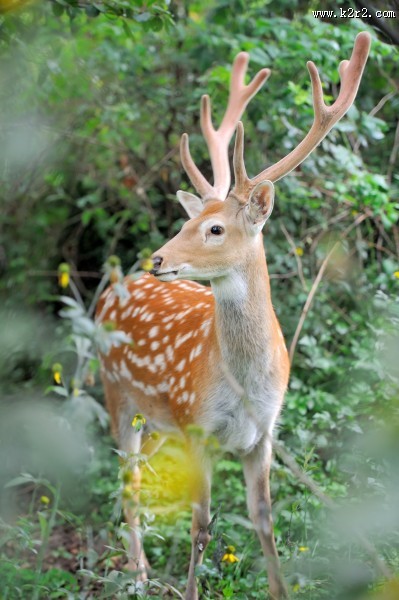 树林草地上的梅花鹿麋鹿图片