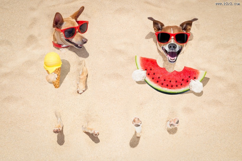 沙滩上可爱的狗狗图片