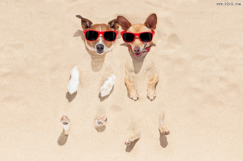 沙滩上可爱的狗狗图片