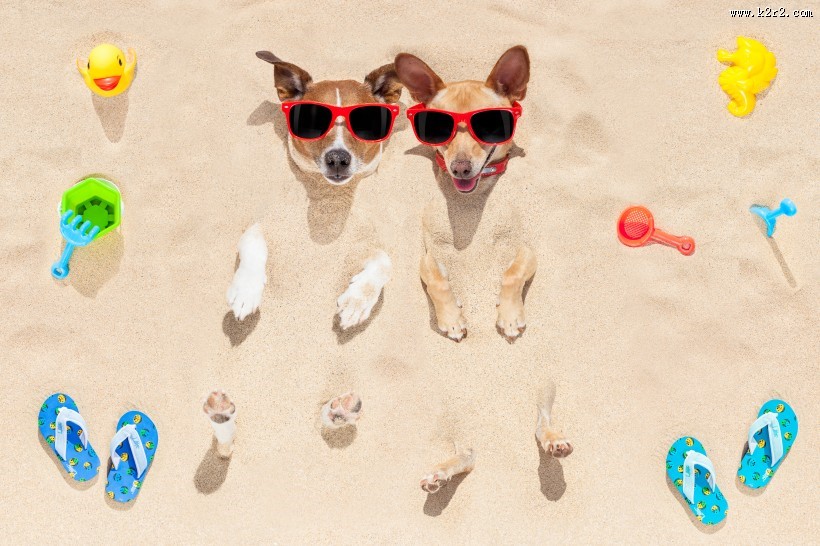 沙滩上可爱的狗狗图片