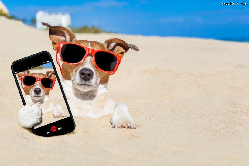 沙滩上可爱的狗狗图片