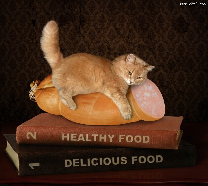 搞怪猫咪图片大全