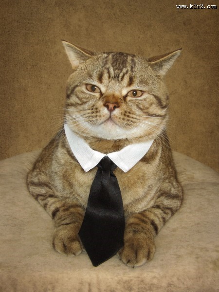 搞怪猫咪图片大全