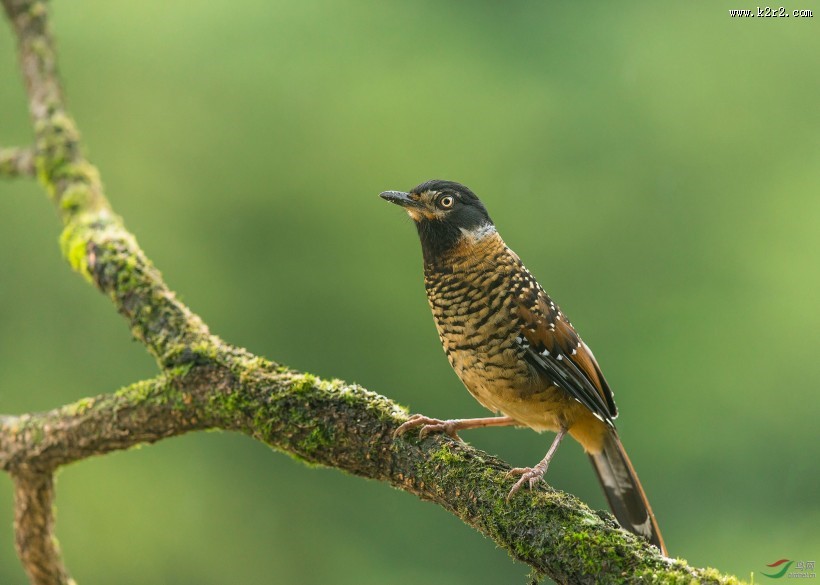中型鸟类之眼纹噪鹛图片