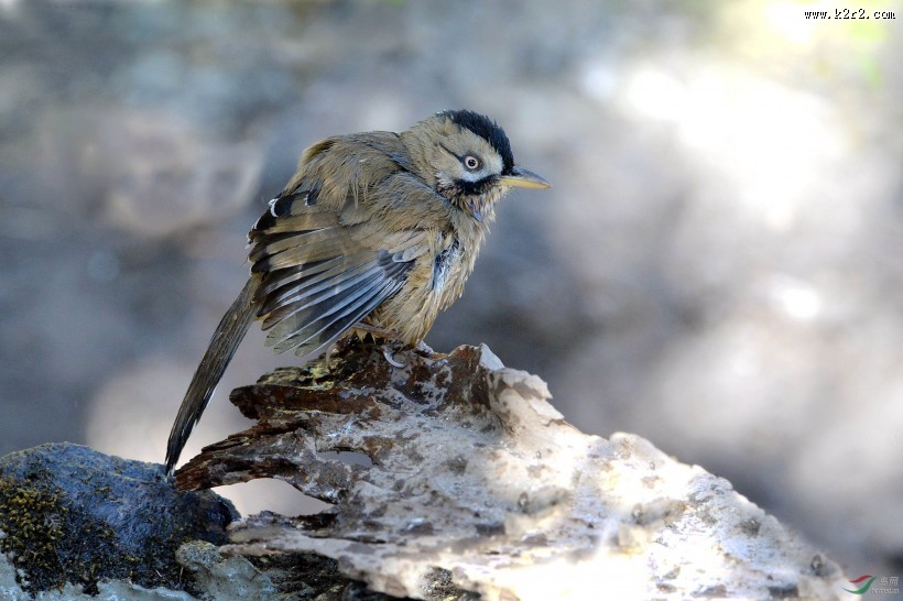 中型鸟类之眼纹噪鹛图片