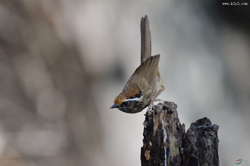 小型鸟类之褐胁雀鹛图片