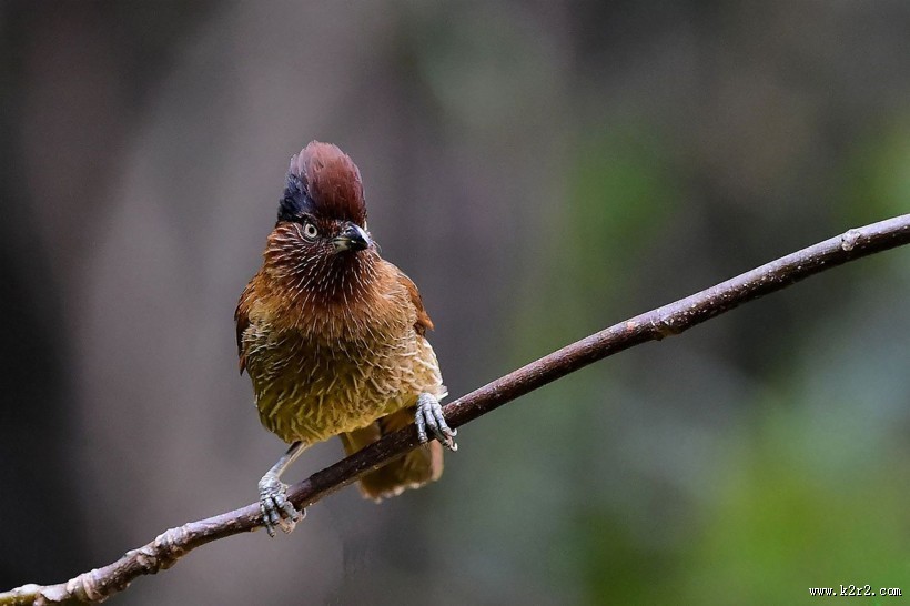 具有研究价值的条纹噪鹛图片大全
