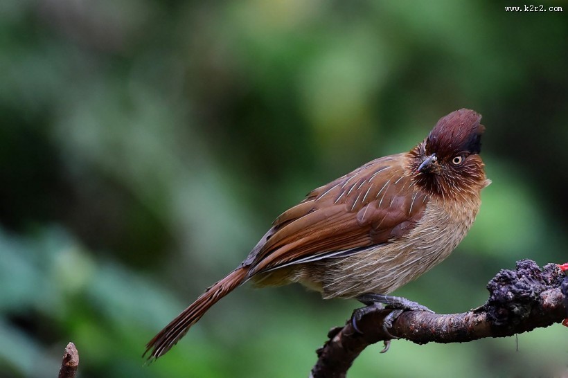 具有研究价值的条纹噪鹛图片大全