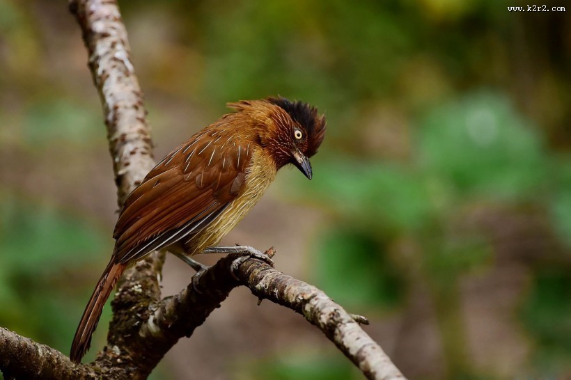 具有研究价值的条纹噪鹛图片大全
