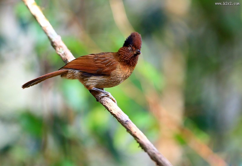 具有研究价值的条纹噪鹛图片大全